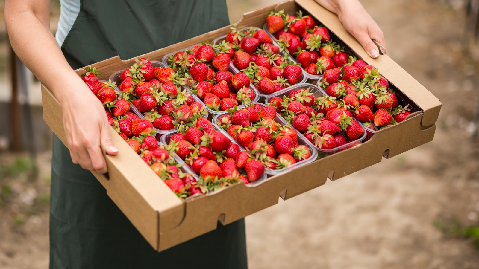 5 Pick-Your-Own Fruit Farms Near London