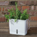 Cole & Mason Tealby Cut Herb Keeper